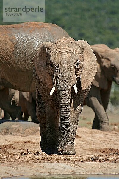 Elefant  frontal  S