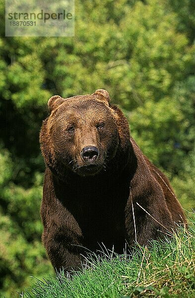 BRAUNBÄR (ursus arctos)  ERWACHSENER