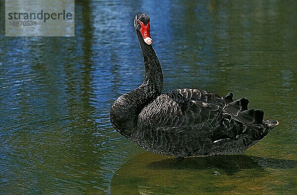 Schwarzer Schwan (cygnus atratus)  Erwachsener im Wasser