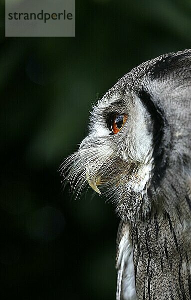 Weißgesicht-Zwergohreule (otus leucotis)  Portrait eines Erwachsenen