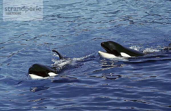 Schwertwal (Orcinus orca)  Kopf eines Erwachsenen an der Oberfläche