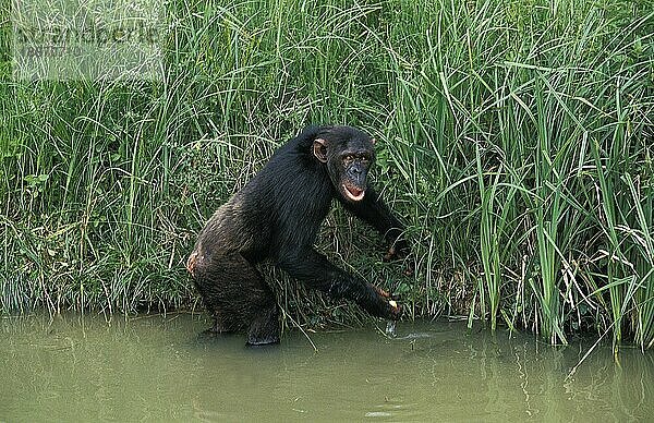 Schimpanse (Pan troglodytes)  Erwachsener im Wasser