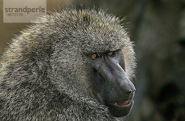 Olivpavian (papio anubis)  Porträt eines Erwachsenen  Masai Mara Park in Kenia