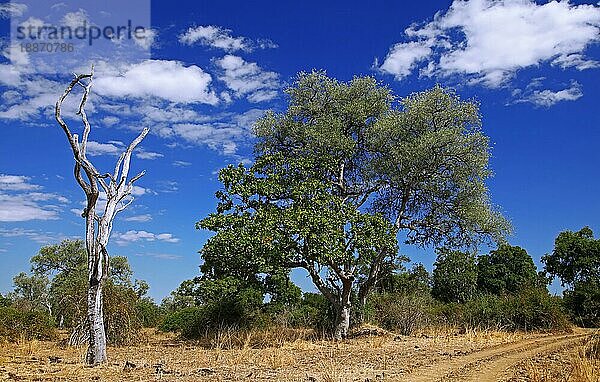 Landschaft im South Luangwa Nationalpark  Nsefu-Sektor  Sambia  landscape in South Luangwa National Park  Zambia  Afrika