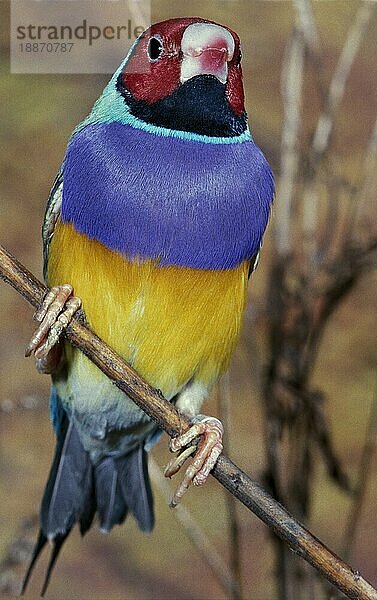 Gouldian Finch  chloebia gouldiae  Erwachsener stehend auf Ast