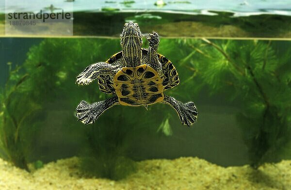 Rotwangen-Schmuckschildkröte (trachemys scripta elegans)  Erwachsener im Aquarium