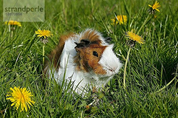 MeerRosetten-Meerschweinchen (cavia porcellus)  erwachsen  stehend auf Gras mit Löwenzahnblüten