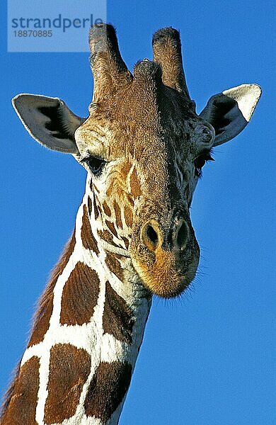 Netzgiraffe (giraffa camelopardalis reticulata)  Porträt eines Erwachsenen  Samburu Park in Kenia