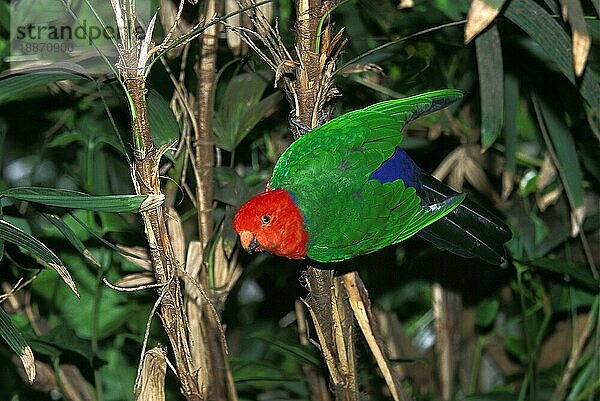 Königssittich (alisterus scapularis)  ERWACHSENER  AUSTRALIEN