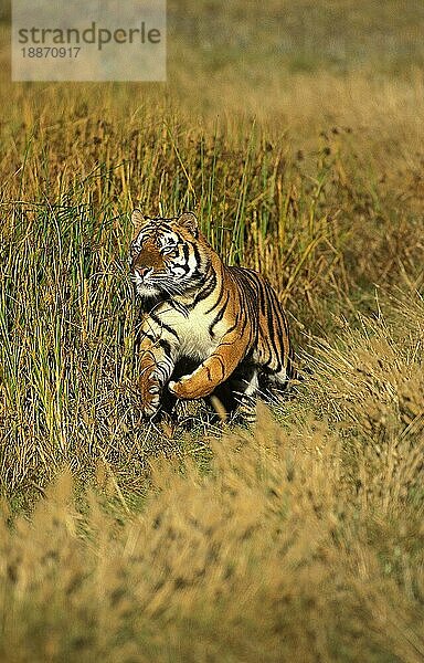 Königstiger (panthera tigris tigris)  ERWACHSENER LÄUFT DURCH LANGE GRASFLÄCHEN