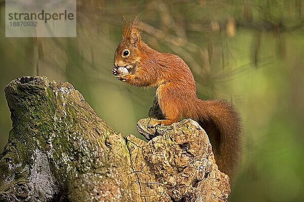 Europäisches Eichhörnchen (sciurus vulgaris)  ERWACHSENER FÄSST HAZELNUSS  NORMAL IN Frankreich