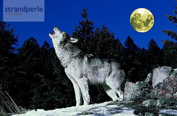 Europäischer Wolf (canis lupus)  adult heult den Mond an