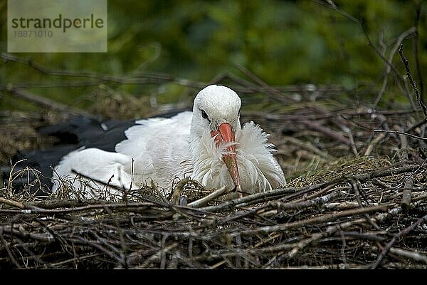 Weißstorch (ciconia ciconia)  Erwachsener auf Nest