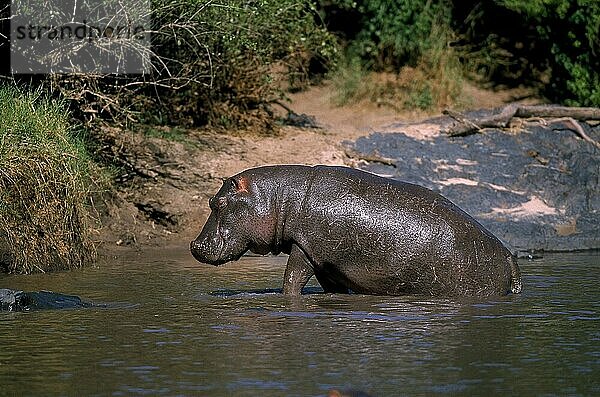 HIPPOPOTAMUS (Flusspferd amphibius)  ERWACHSENER IM MARA-FLUSS  MASAI MARA PARK  KENIA