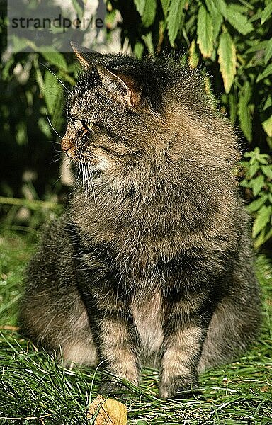 SKOGKATT-KATZE  ERWACHSEN  SITZT IM GRAS