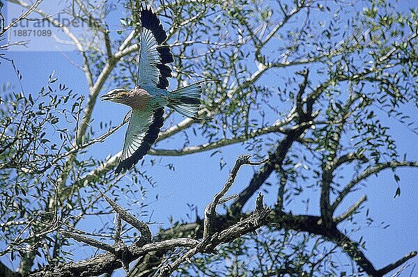 Gabelracke (coracias caudata)  ERWACHSENE IM FLUG  SÜDAFRIKA