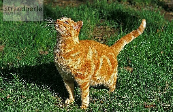 Rot gestromte Hauskatze  erwachsener Blick nach oben