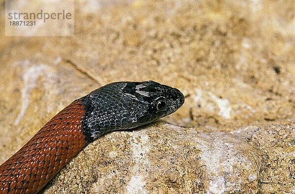 GRAUGEBUNDENE KINGSNAKE lampropeltis alterna blairi  KOPF EINES ERWACHSENEN