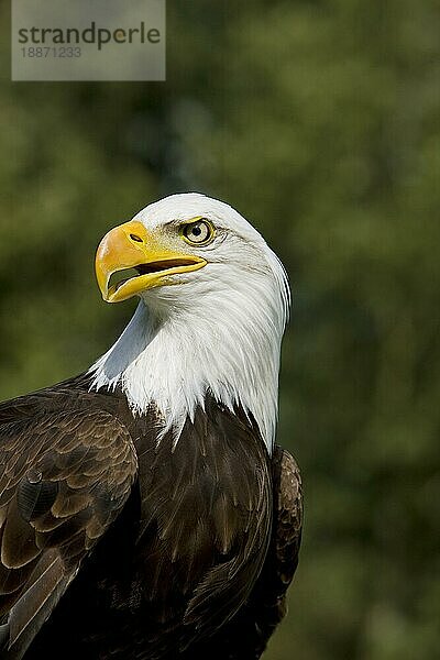 Weißkopfseeadler (haliaeetus leucocephalus)  Porträt eines Erwachsenen