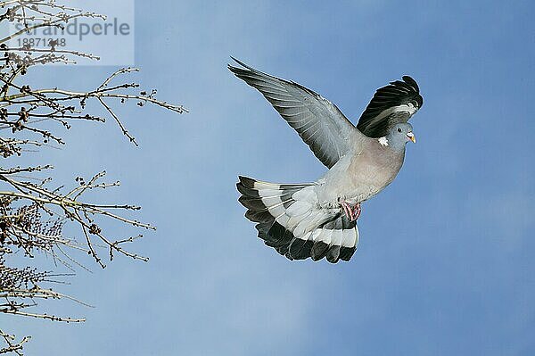 Ringeltaube (columba palumbus)  Erwachsene im Flug gegen blauen Himmel  Normandie