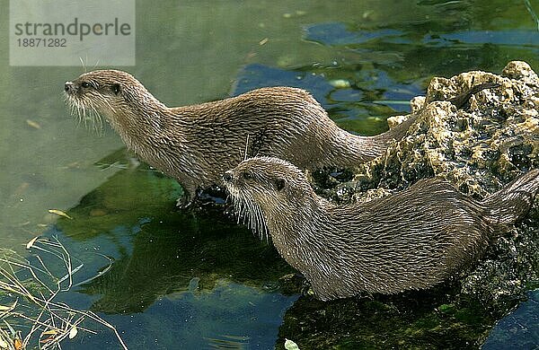 KURZSCHLANGEN-OTTER (aonyx cinerea)  ZWEI ERWACHSENE RASTEN AM WATER'S EDGD