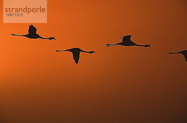 Großer Flamingo (Phoenicopterus ruber roseus) in der Abenddämmerung