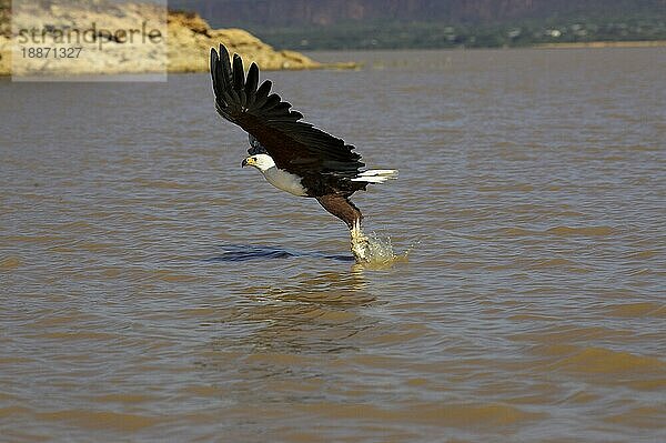 Afrikanischer Fischadler (haliaeetus vocifer)  Erwachsener im Flug  Fischen  Baringo See in Kenia