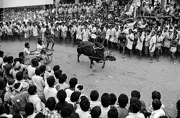 Schwarz-Weiß-Foto  Ein unkontrollierbarer Jallikattu-Stier mit Besitzer in Alanganallur  Tamil Nadu  Indien  Asien