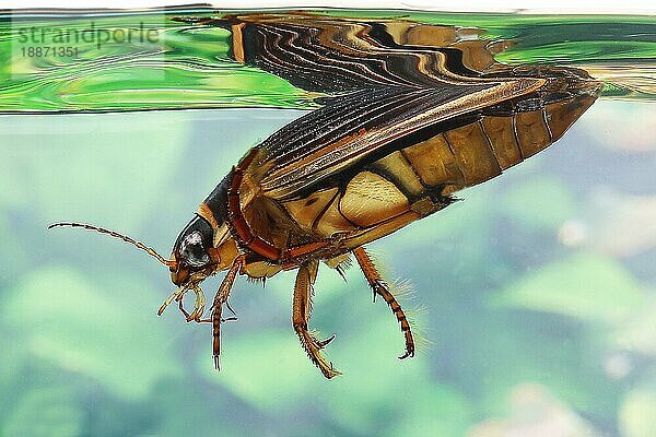 Großer Tauchkäfer (dytiscus marginalis)  Erwachsener im Wasser  Normandie