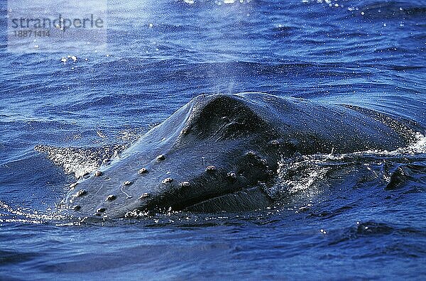 Buckelwal (megaptera novaeangliae)  Kopf eines Erwachsenen an der Oberfläche  Alaska