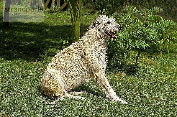 Irischer Wolfshund  Erwachsener sitzend auf Gras