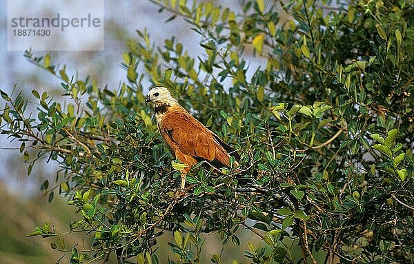 Schwarzhalsbussard (busarellus nigricollis)  Erwachsener im Baum  Pantanal in Brasilien