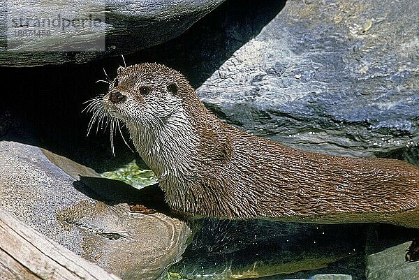 Fischotter (lutra lutra)  ERWACHSENER AUS DEM WASSER