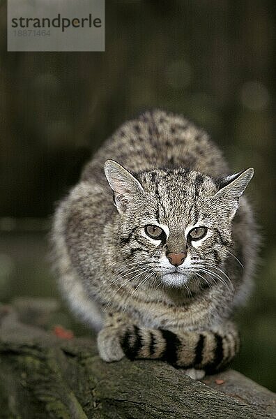 Geoffroys Katze  oncifelis geoffroyi  Erwachsener