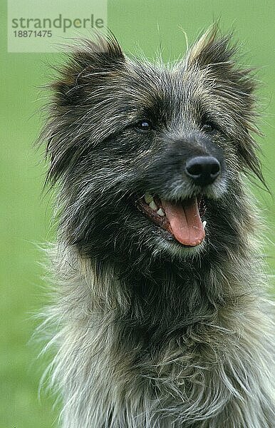 Pyrenäischer Schäferhund oder Pyrenäen-Schäferhund  Porträt eines Erwachsenen