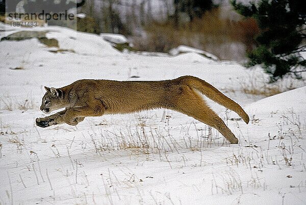 Puma (puma concolor)  ERWACHSENER LÄUFT DURCH DEN SCHNEE  MONTANA