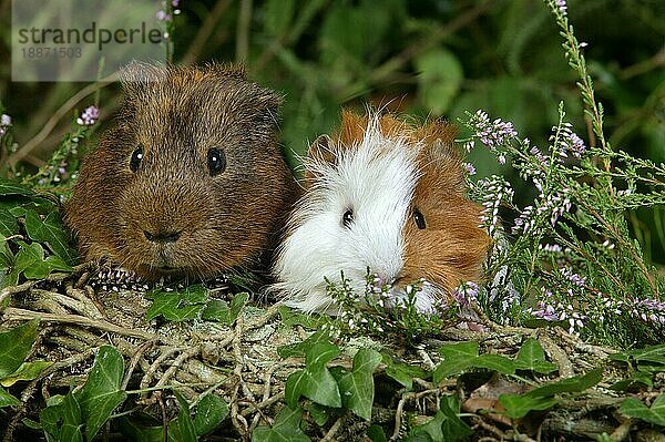 MeerRosetten-Meerschweinchen (cavia porcellus)  erwachsene Tiere in Heizungen stehend