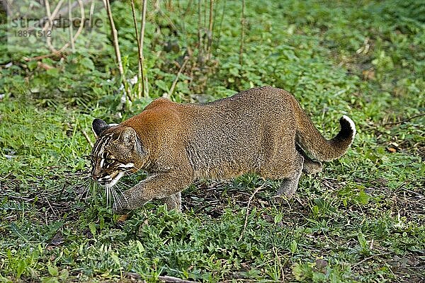 Asiatische Goldkatze oder Temmink-Katze  catopuma temmincki  Erwachsene