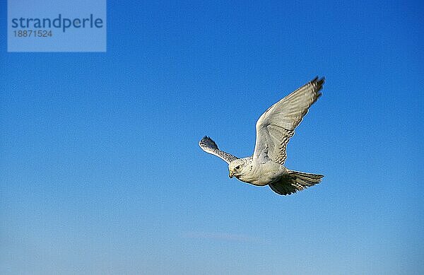 GYRFALKE (falco rusticolus)  ERWACHSENER IM FLUG  KANADA