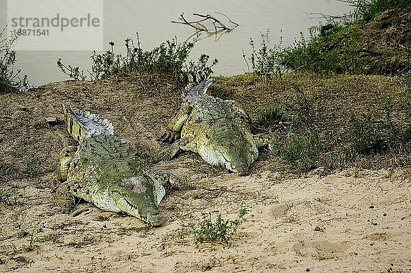 Orinoco-Krokodil (crocodylus intermedius)  Erwachsene auf Nest  Los Lianos in Venezuela