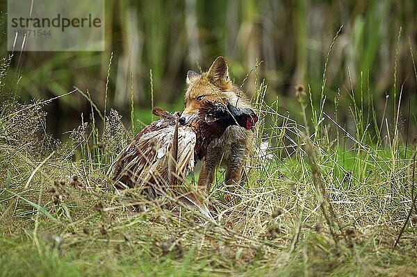 Rotfuchs (vulpes vulpes)  Erwachsener mit einer Beute  einem Fasan  Normandie