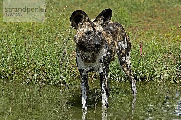 Afrikanischer Wildhund (lycaon pictus)  Erwachsener im Wasserloch  Namibia  Afrika