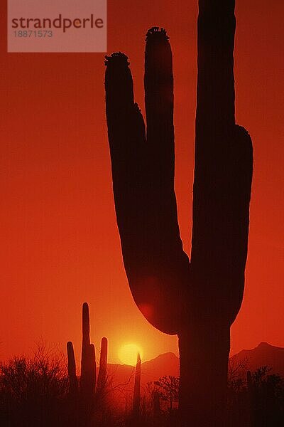 Saguaro-Kaktus (Carnegiea gigantea) bei Sonnenuntergang  Saguaro National Monument  Arizona (Cereus giganteus)  USA  Nordamerika