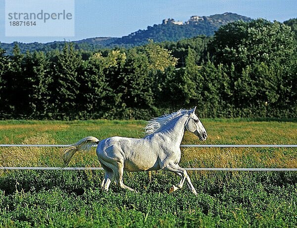 Lipizzaner  erwachsene Pferde im Trab durch den Paddock