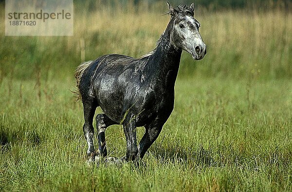 LIPIZZANER  ERWACHSENER GALOPPIERT DURCH WIESE