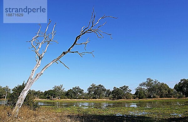 Landschaft im South Luangwa Nationalpark  Nsefu-Sektor  Sambia  landscape in South Luangwa National Park  Zambia  Afrika