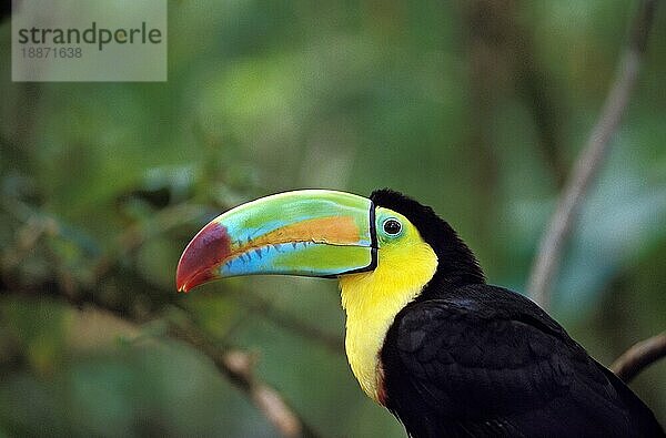 Kiefernschnabeltukan (ramphastos sulfuratus)  Erwachsener  Costa Rica  Mittelamerika