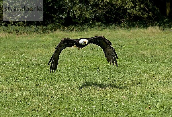 Weißkopfseeadler (haliaeetus leucocephalus)  ERWACHSENER IM FLUG