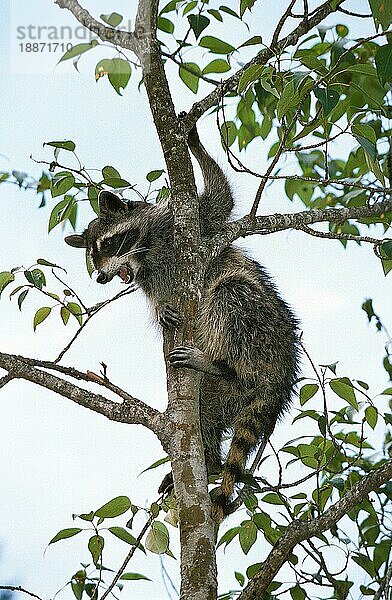 Waschbär (Procyon lotor)  ERWACHSENER AUF DEM BRANSCH