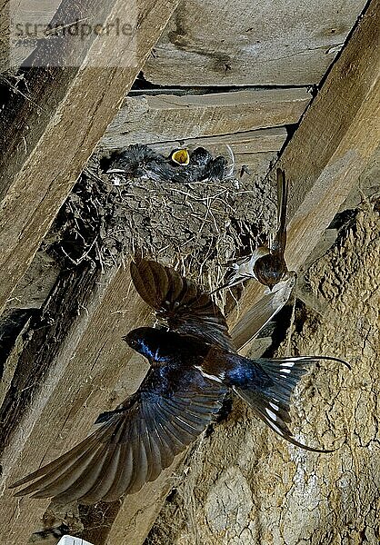 Rauchschwalbe (hirundo rustica)  Erwachsene im Flug  Fütterung der Küken am Nest  Normandie